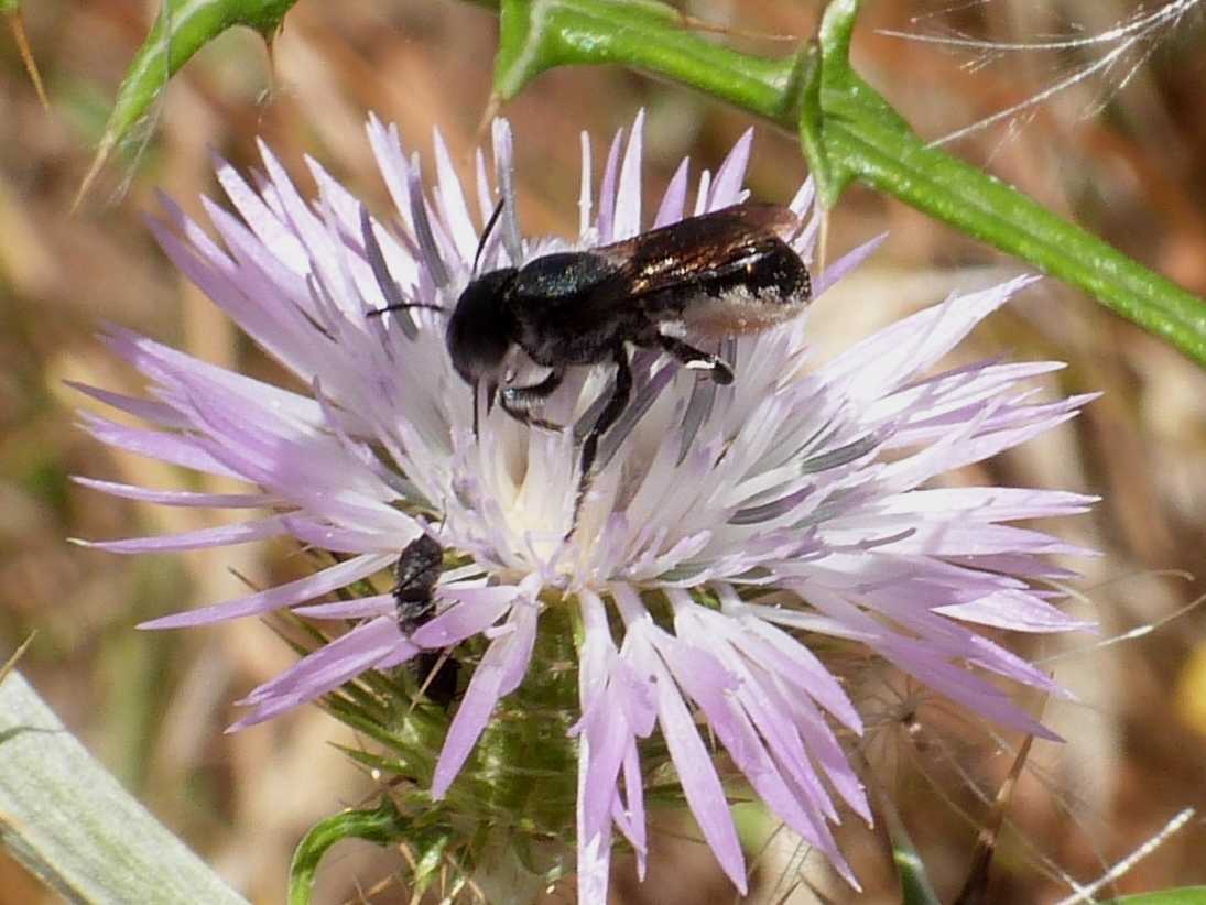 Osmia sp. (Apidae Megachilinae)